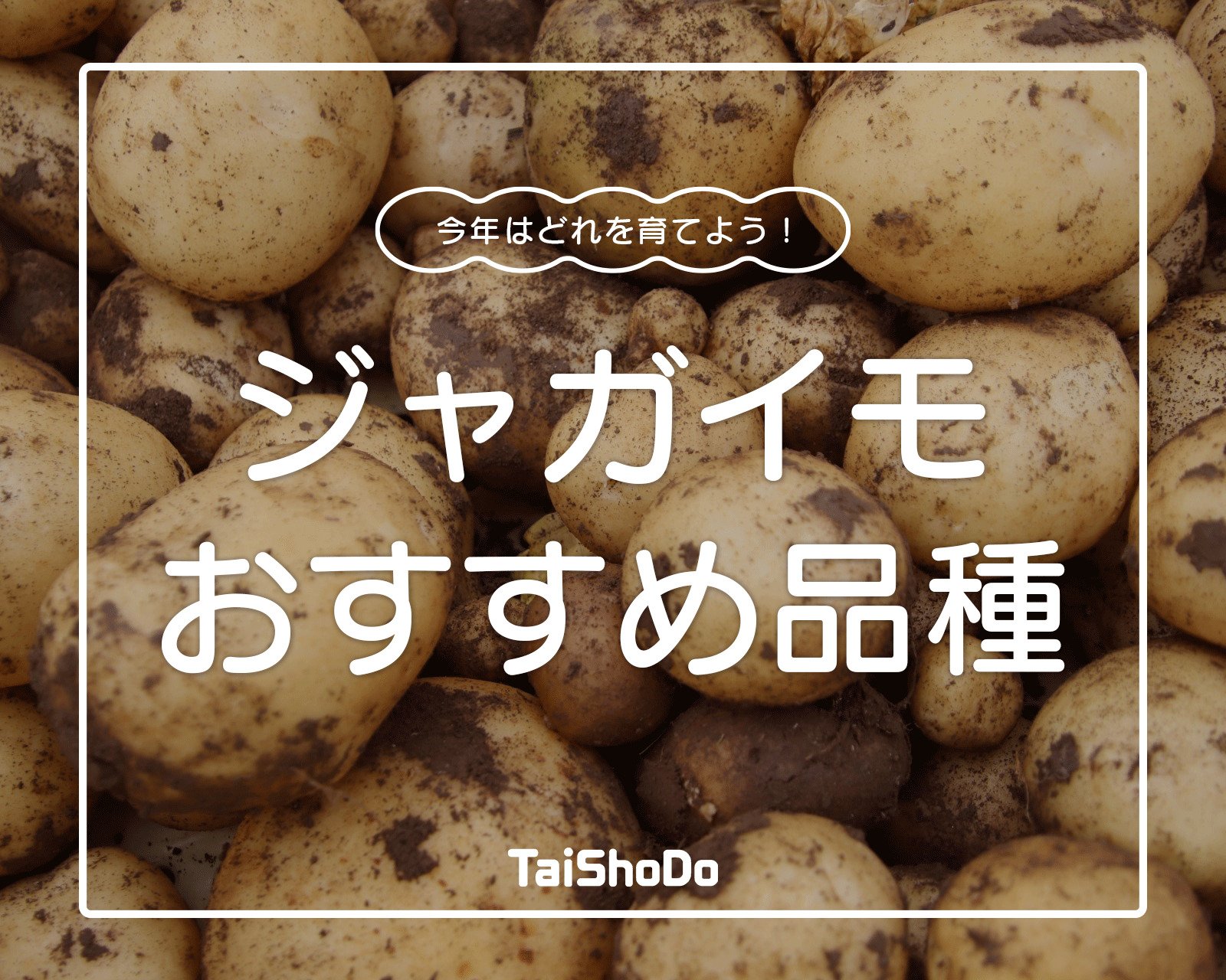 今年は、どれを育てよう！じゃがいも品種一覧｜お知らせ｜TaiShoDo