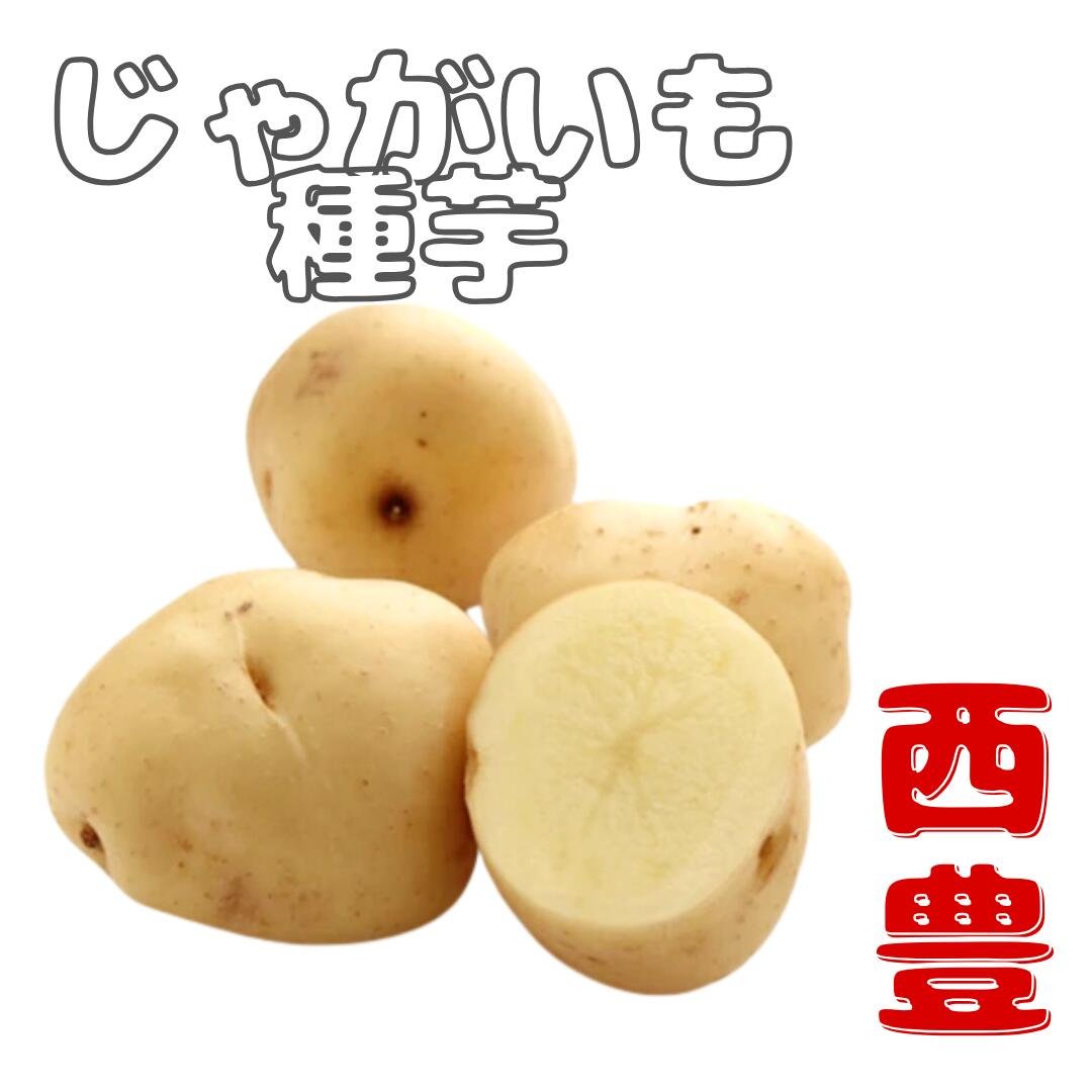楽天市場】※楽天スーパーSALE限定特価 最終在庫 じゃがいも 種芋 【 西