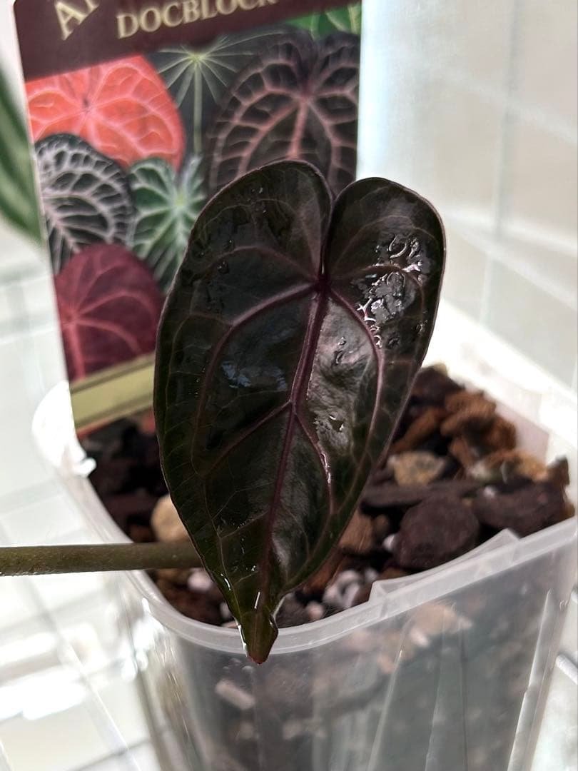 梨*♪様 アンスリウム　ドックブロック　ZARA x ZARA 🪴: ドクブロック アンスリウム ザラ x ミシェル : r/houseplants